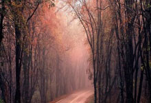 [NBA]球队多点开花 魔术力擒鹈鹕.